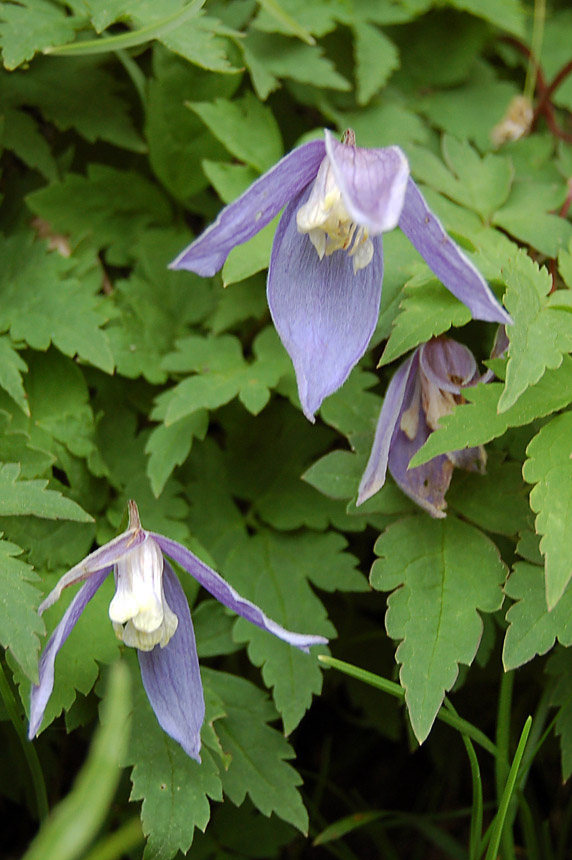 Clematis alpina / Clematide alpina